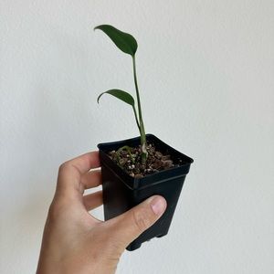 Monstera Burle Marx flame rooted